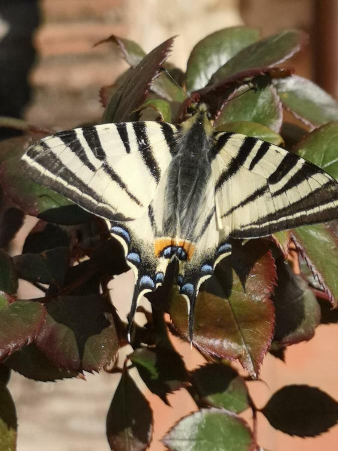 Appartamento Azzurra Roccalbegna Εξωτερικό φωτογραφία